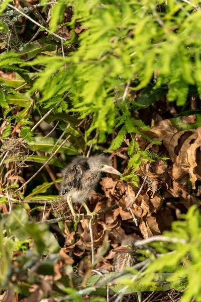 아기 녹색 헤론 Butorides virescens 에서 새를 물결 치는 둥지 — 스톡 사진