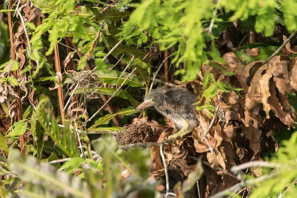 Nido di airone verde bambino Butorides virescens trampolieri uccelli in un — Foto Stock