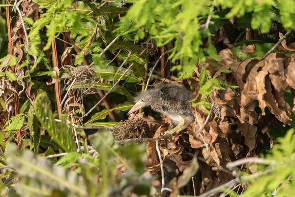 Gniazdo Baby Green Heron Butorides zielonawy brodzenie ptaków w — Zdjęcie stockowe