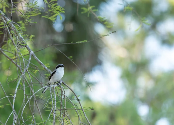 Unechte Raubwürger lanius ludovicianus hockt auf einem Baum — Stockfoto