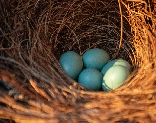 Œufs bleus d'un nid de merle bleu de l'Est Sialia sialis — Photo