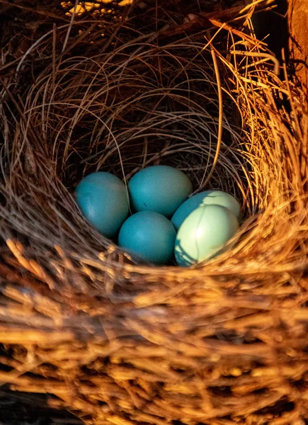 Blauwe eieren van een oostelijke Bluebird Sialia sialis nest — Stockfoto