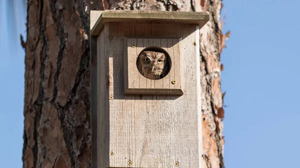 Orientale stridio gufo Megascops asio in un birdhouse — Foto Stock