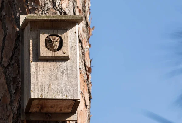 Orientale stridio gufo Megascops asio in un birdhouse — Foto Stock