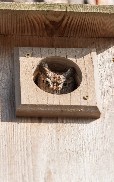 Wschodnia krzyk Sowa Megascops ASIO w Birdhouse — Zdjęcie stockowe