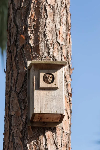 Orientale stridio gufo Megascops asio in un birdhouse — Foto Stock