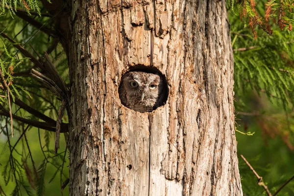 Uppe i en tallskog, en östlig Screech Owl Megascops ASI — Stockfoto