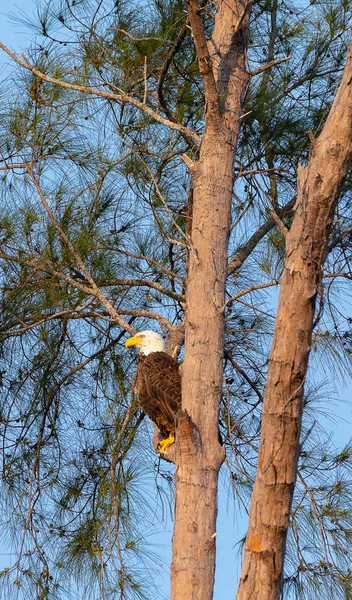 Семейство белоголового орла Haliaeetus leucocephalus — стоковое фото