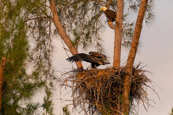 Familia de águila calva Haliaeetus leucocephalus — Foto de Stock