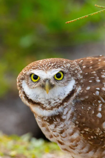 Ausgewachsene Eule athene cunicularia hockt außerhalb ihres Kreuzkrauts — Stockfoto