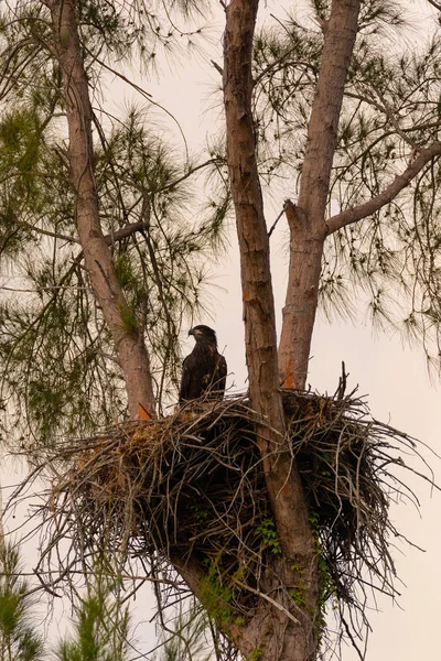 Młodociany Baby łysy Orlik Haliaeetus leucocephalus w gnieździe — Zdjęcie stockowe