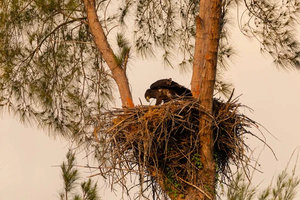 Joven bebé calvo águila Haliaeetus leucocephalus en un nido —  Fotos de Stock