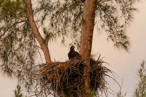 巣の中の少年ハゲワシハリアエタスロイコセファルス — ストック写真