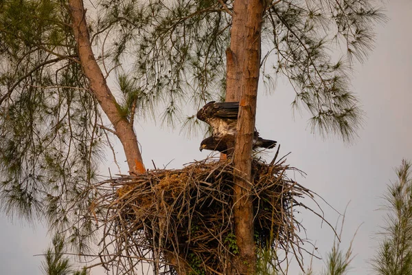 Joven bebé calvo águila Haliaeetus leucocephalus en un nido —  Fotos de Stock