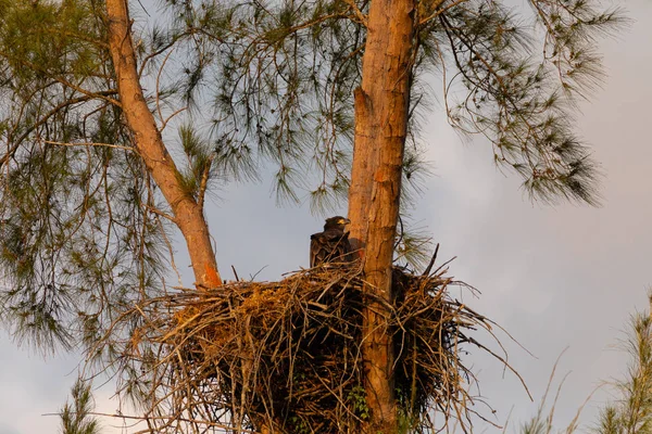 Joven bebé calvo águila Haliaeetus leucocephalus en un nido —  Fotos de Stock