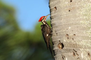 Male pileated woodpecker bird Dryocopus pileatus clipart