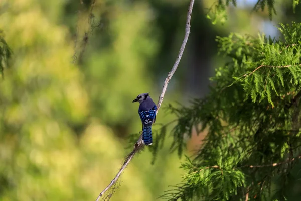 Blue jay bird Cyanocitta cristata perched in a tree in Naples