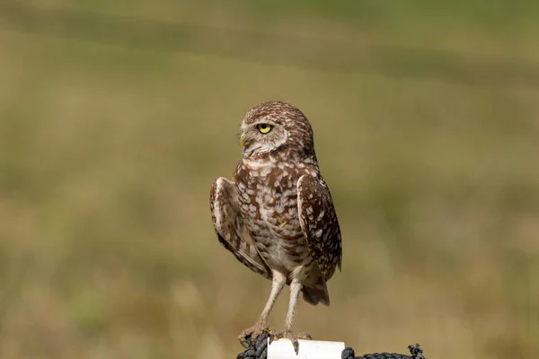 Volwassen gravende uil Athene cunicularia zat buiten haar burro — Stockfoto