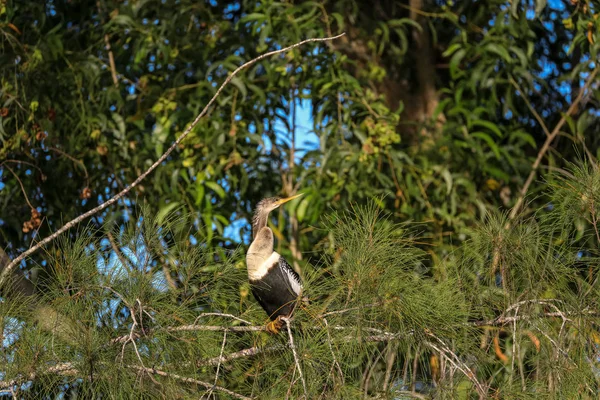 Pássaro macho de Anhinga chamado Anhinga anhinga e percas de cobra n — Fotografia de Stock