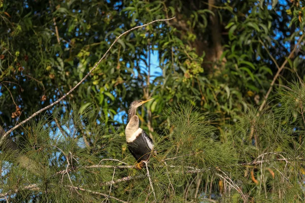 Männlicher Anhinga-Vogel namens Anhinga Anhinga und Schlangenvogel-Barsche n — Stockfoto