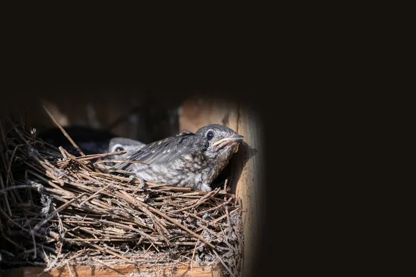 Bebek yuvalama Doğu bluebird Sialia sialis yavruları — Stok fotoğraf