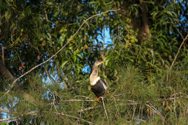 Pták z anhingy zvaný Anhinga Anhinga a křebník — Stock fotografie