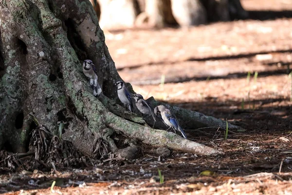 Flock blå Jay fåglar Cyanocitta cristata — Stockfoto