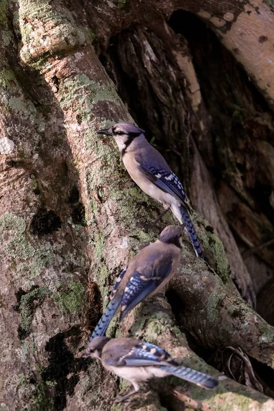 Mavi jay kuşlar Cyanocitta cristata sürüsü — Stok fotoğraf