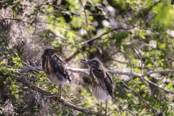 Ninho de garça verde bebê Butorides virescens — Fotografia de Stock