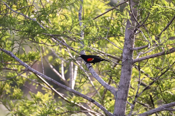 Samec red winged blackbird Agelaius phoeniceus — Stock fotografie