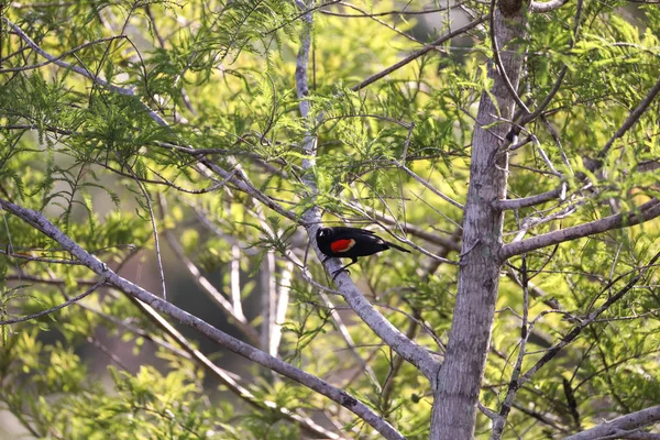 Samec red winged blackbird Agelaius phoeniceus — Stock fotografie