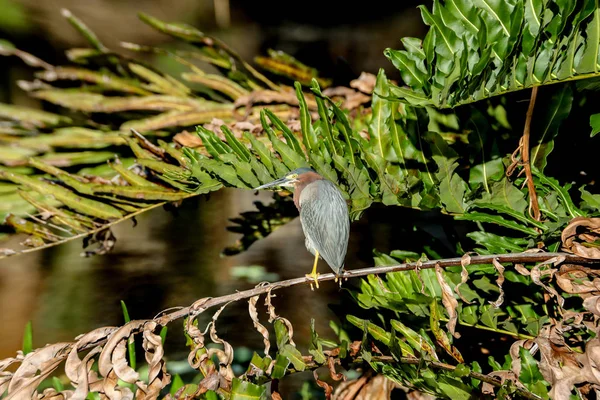 Зелена чапля Буторідес вітражі, просочені в дереві — стокове фото