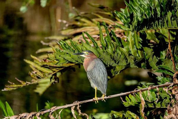 Grünreiher butorides virescens hockt in einem Baum — Stockfoto