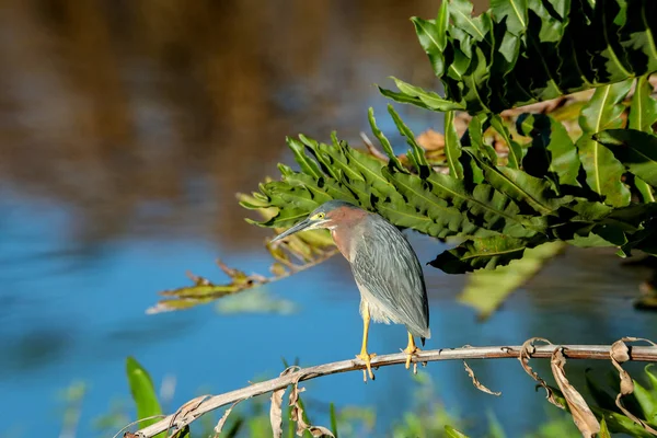 Grünreiher butorides virescens hockt in einem Baum — Stockfoto