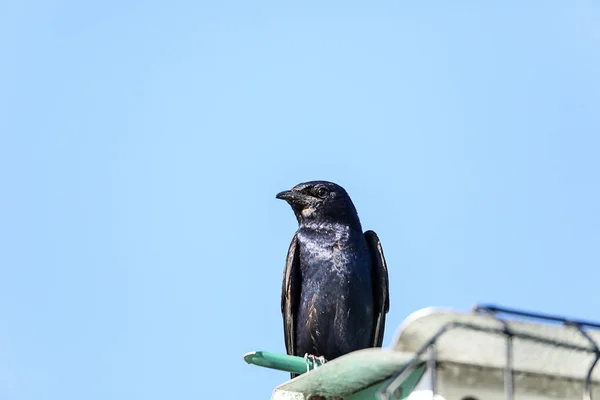 Purple martin bird Progne subis perches on a birdhouse — Stock Photo, Image