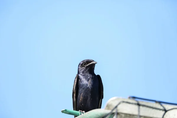 Oiseau martin pourpre Perchoirs Progne subis sur un nichoir — Photo