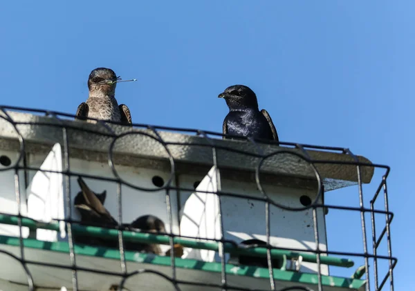 Mor martin kuşlarının hattı Bir kuş evi üzerinde Progne subis levrek — Stok fotoğraf