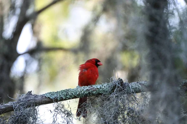 Fluffy Male red Northern cardinal bird Cardinalis cardinalis per — Stock Photo, Image