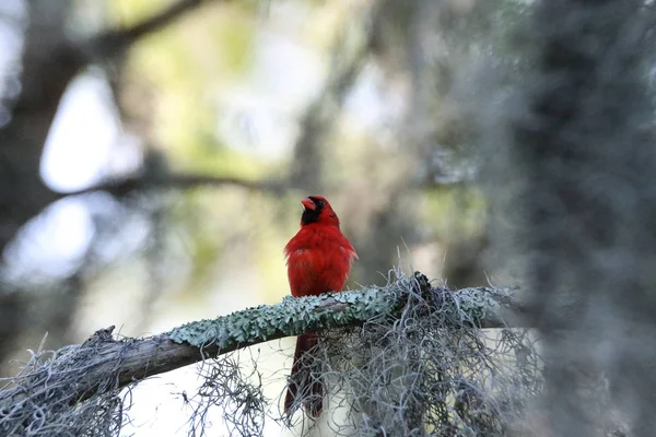 Cardinalis cardinalis cardinalis mâle rouge moelleux par — Photo