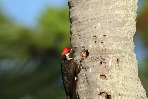 Männchen des Spechtvogels dryocopus pileatus — Stockfoto