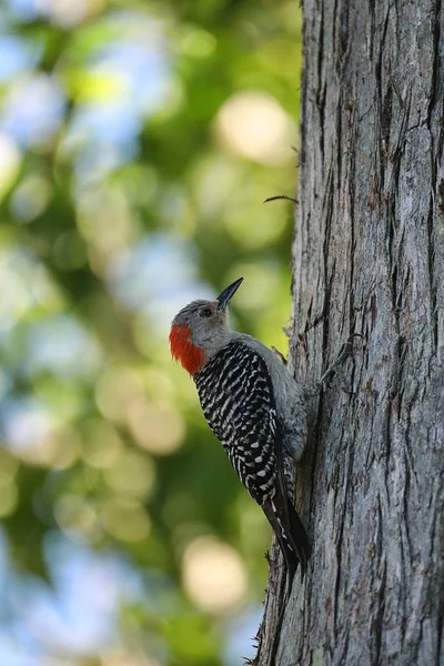 Perched red bellied woodpecker bird Melanerpes carolinus