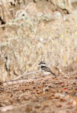 Bir po kenarı boyunca Bebek killdeer Charadrius vociferus civciv