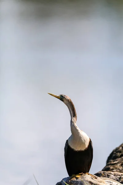 Weibchen Anhinga Anhinga Vogel mit blauem Augenring während der Brutzeit — Stockfoto