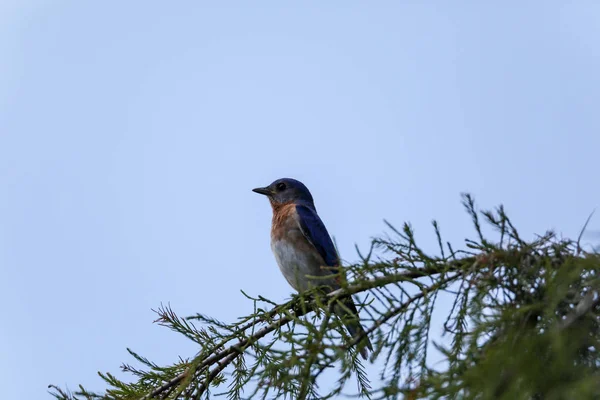 Oiseau bleu femelle Sialia sialis se perche sur le tronc d'un — Photo