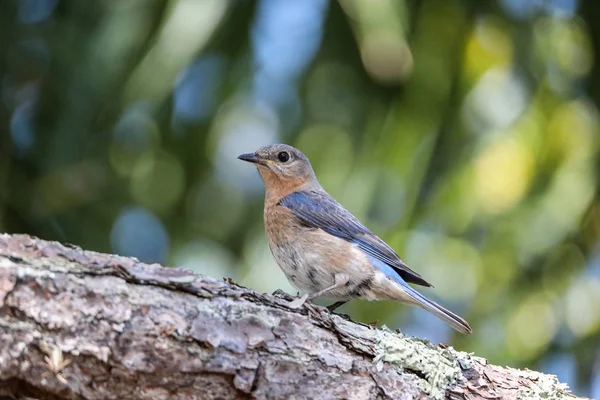 Oiseau bleu femelle Sialia sialis se perche sur le tronc d'un — Photo