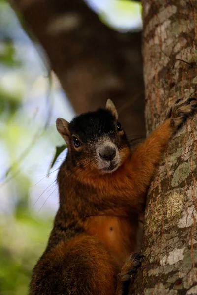 Alerte grande cipreste raposa esquilo Sciurus niger avicennia — Fotografia de Stock