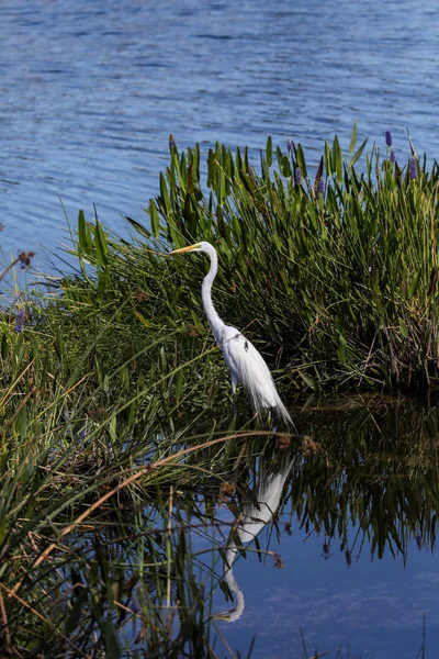 Ενήλικος μεγάλος ερωτ πουλί Ardea Άλμπα Πέρτσες μεταξύ γρασίδι — Φωτογραφία Αρχείου