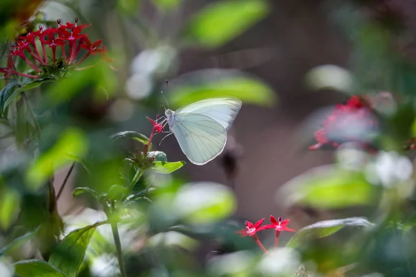 그레이트 서던 화이트 나비 아시아 모누스트는 꽃에 농어 — 스톡 사진
