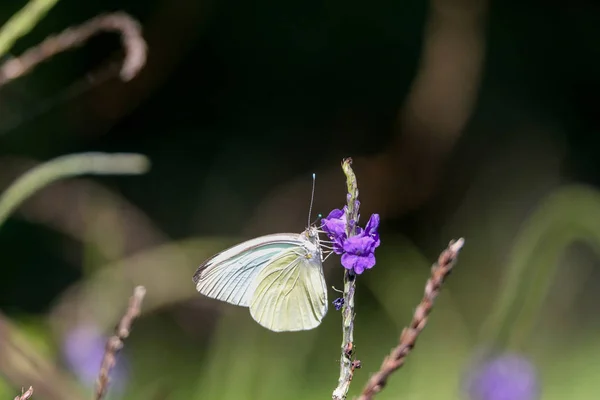 Grande borboleta branca do sul Ascia monuste poleiros em uma flor — Fotografia de Stock