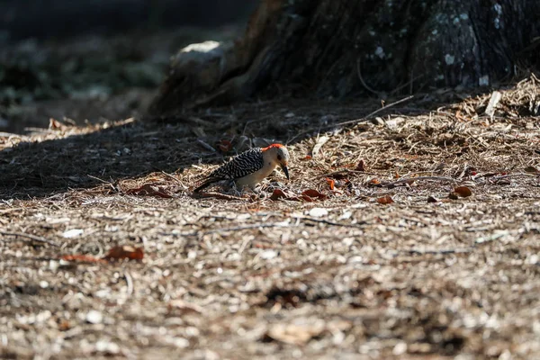 Rödbukig hackspett Melanerpes carolinus pecks för mat från — Stockfoto